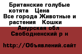 Британские голубые котята › Цена ­ 5 000 - Все города Животные и растения » Кошки   . Амурская обл.,Свободненский р-н